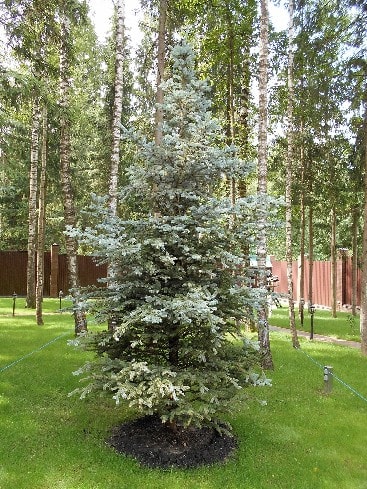 Посадка хвойных крупномеров