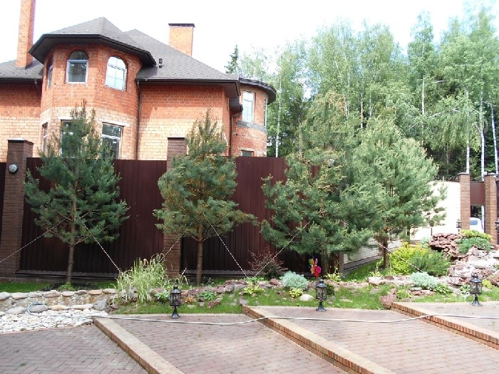 После посадки хвойных крупномеров